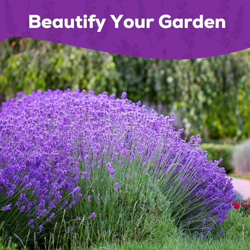 PLANTMEW English Lavender Seeds for Planting - 1500+ Heirloom, Non-GMO Seeds - High Germination, Fragrant Purple Flowers Herb Seeds for Home Garden, Indoor/Outdoor - Image 5