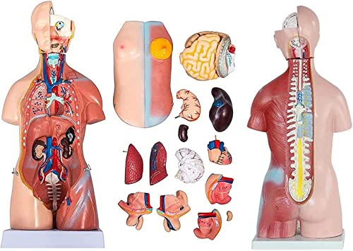 Entiende los organos internos de forma facil con este torso anatomico 5