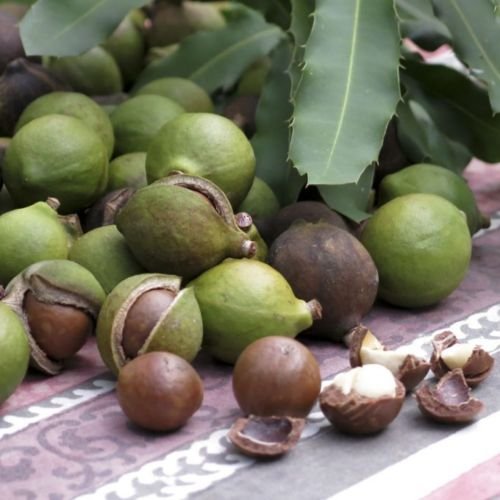 Miniatura 5 de Nueces de macadamia - En cáscara (entera) Tamaño mediano (1 LB)
