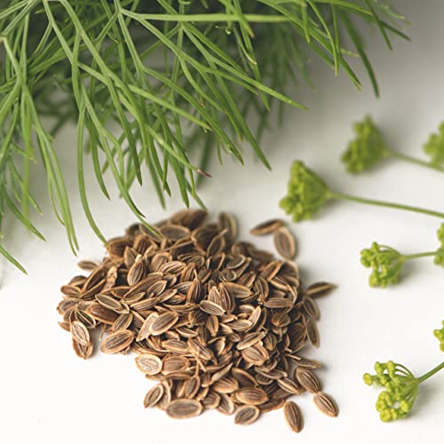 Dill Gewöhnlicher Samen - Anethum graveolens - Dillsamen - Kräutersamen - Saatgut für 150 Pflanzen - Image 6