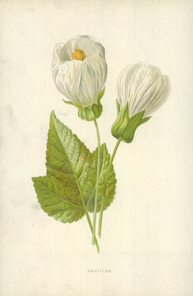 Affiche Abutilon de Frederick Edward Hulme impression sur toile salon 60x90cm