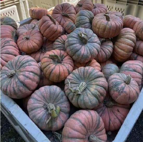 Semillas de calabaza de sabueso moteado para plantar (10 semillas) calabaza de mesa negra