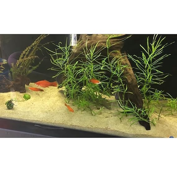 Image of BKD (5Kg, River Sand) Gravel for Aquarium Decoration /Home & Garden /Lawn Decoration /Aquarium Substrate /Terrarium /Quartz Sand