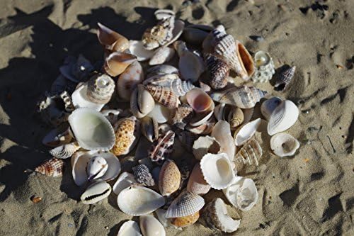100g Small Sea Shells Mix 1, SeaShells for Craft and Display