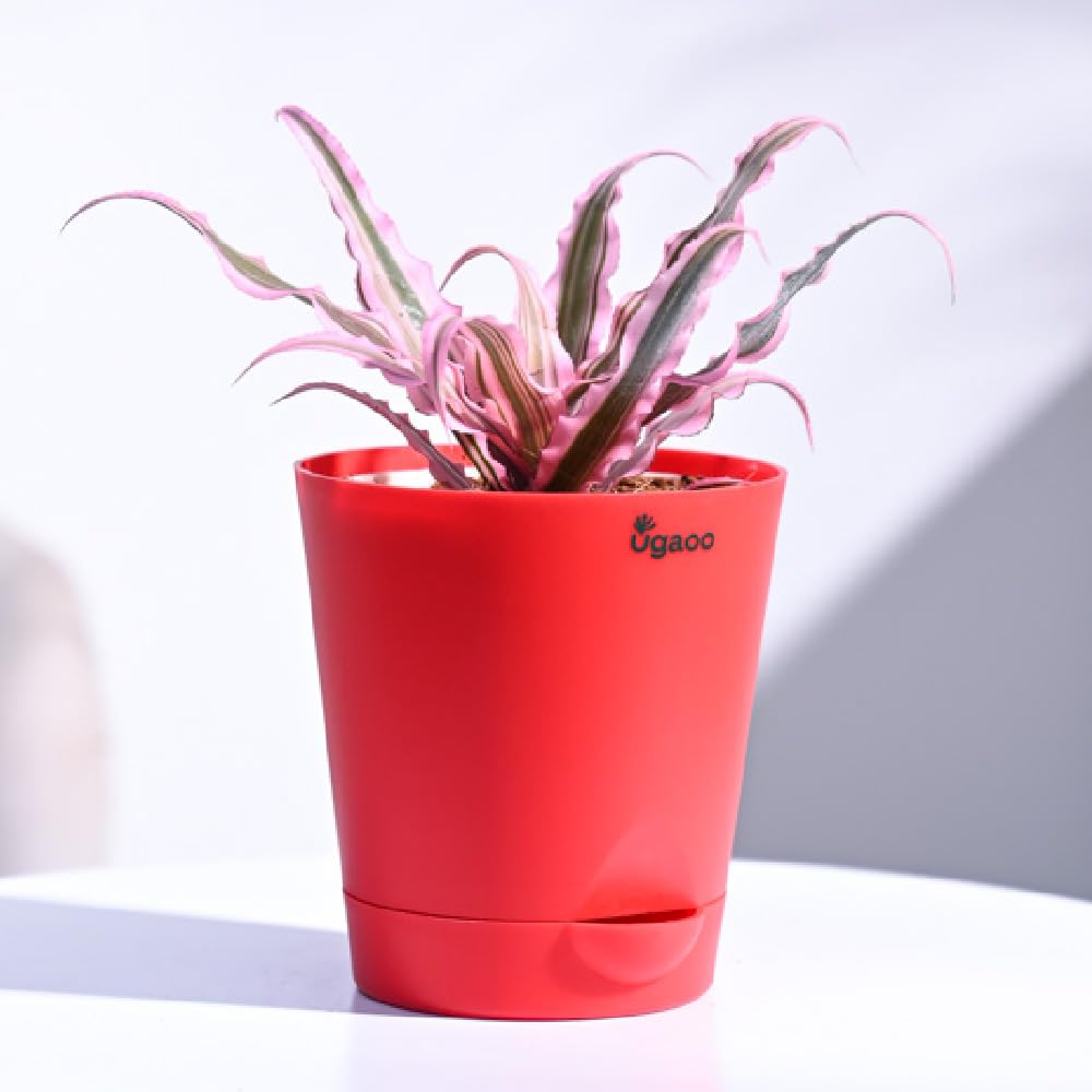 Ugaoo Cryptanthus Pink - Earth Star Plant with Self Watering Pot-picture-29