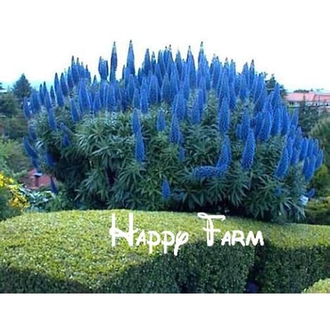 Flower Seeds Echium Fastuosum - Pride of Madeira Plant! Large Pack Home & Garden Cover