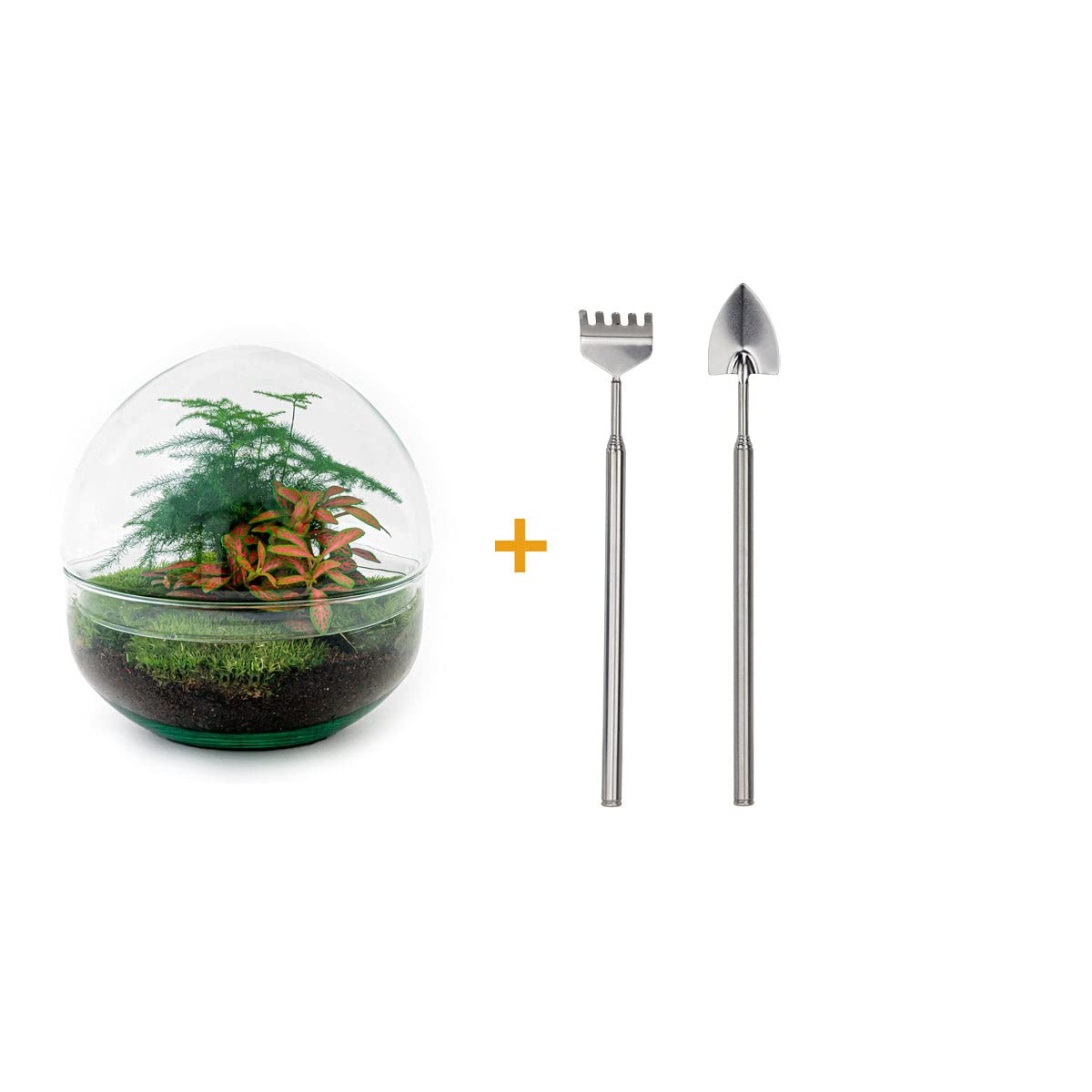 Kit DIY Terrarium • Dôme • Écosystème avec Plantes • ↑ 20 cm
