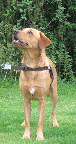 Walk Your Dog With Love Arnés para Perros con Peso de Entre 11 y 29 kg, tamaño de Cintura: 53-81 cm, Color marrón