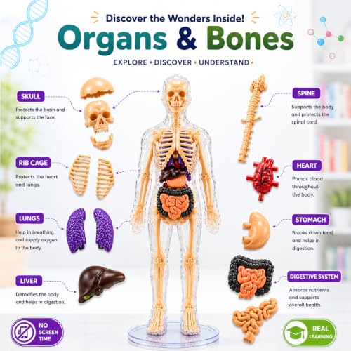 Image of Lifelong Labs Anatomy Kit | 29-Piece Anatomy Kit with Skeleton, Organs, Body Parts | Human Body 3D Puzzle, STEM Science Toy | Skeleton Model Detachable Bones | Body Parts Toy for Kids Ages 5-12 Yrs