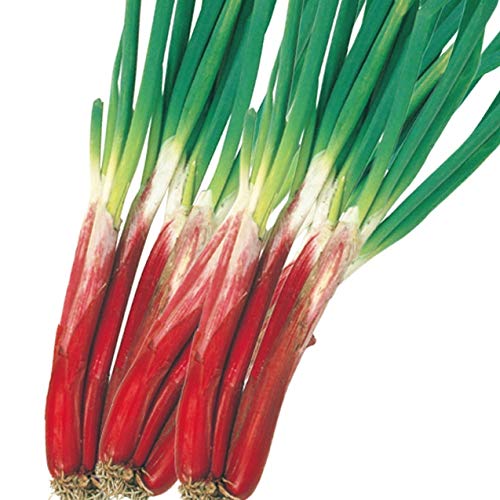 かず　ネギ苗1500本 Amazon.co.jp: ねぎ べにぞめ 抜き苗 【大苗】30本 ネギ : DIY・工具