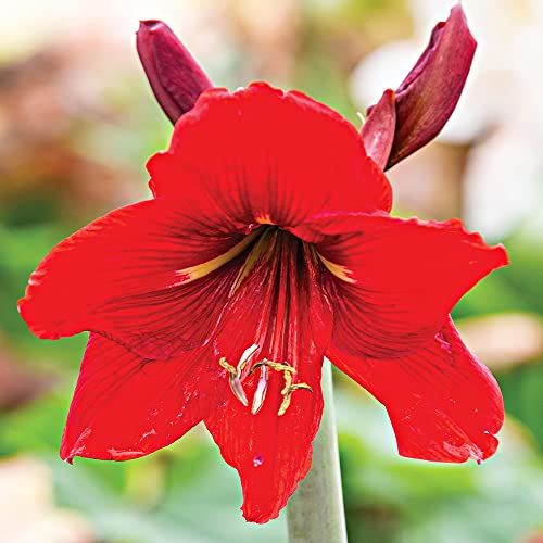 1 x Hippeastrum Red - Attention Seeking with its Regal Blooms - Old Time Favourite - A Real Knock-Out - for Your Beautiful Garden