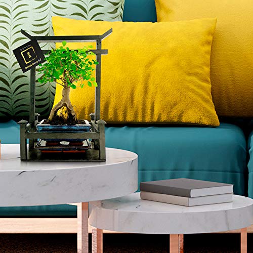 Liguster Bonsai 7 jaar - 1 boom - Image 5