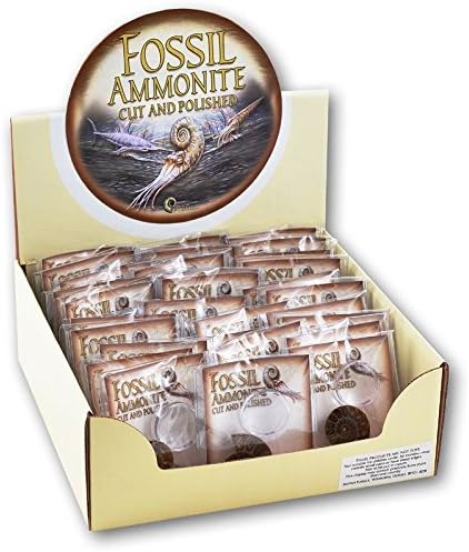 GiftLocalUK Party Bag Fillers - Ammonite Fossils with Magnifie - Party Bag Gifts Toys (Pack of 12)