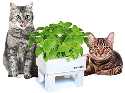 SeedBox SBMIMG Kit huerto Urbano de Menta, Blanco, 20x25x25 cm ...