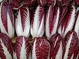 500+ Radicchio (Chicory) Seeds- Rossa di Treviso Precoce