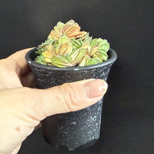 Amazon｜多肉植物：ガステリア 子宝錦｜観葉植物 オンライン通販