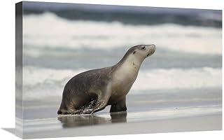 16 x 24 in. Australian Sea Lion Female Coming Ashore, Kangaroo Island, Australia Art Print - Gerry Ellis