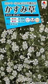 【かすみ草】 かすみ草 国内8月31日/9月3日発売予定】アディダス