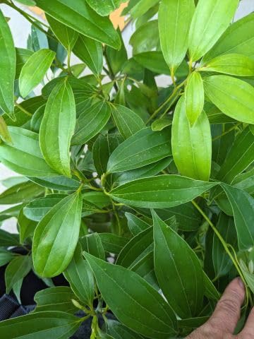 ニッケイ苗木　1本　匿名配送 Amazon.co.jp: ニッケイ（ニッキの木） 苗木1本 : DIY・工具