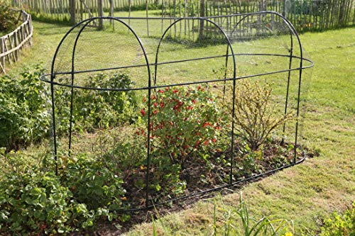 Haxnicks Steel Long Fruit Cage Frame | Bird Netting Plant Protection For Fruit Bushes | Gooseberry...