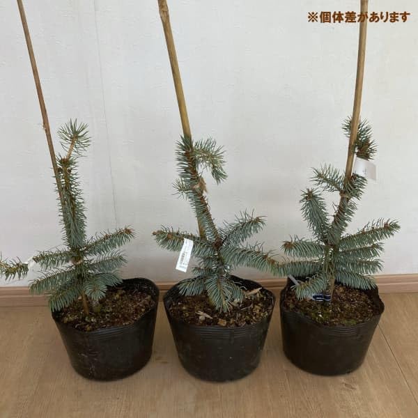お買い得！！☆ノーブランド品☆ピセアプンゲンス（プンゲンストウヒ 