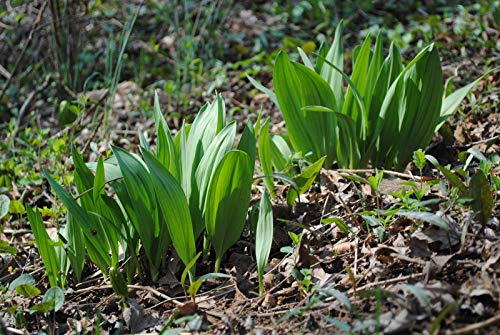 25 Fresh Wild Ramps/Leeks for Cooking or replanting PRE-Order & Save - Arriving May 2020 - Thumbnail 7