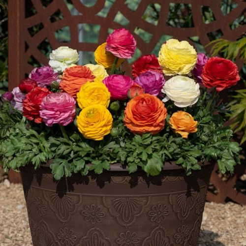 Ranunculus Mixed - Hardy Perennial - Full of Colour Flowers - Easy to Grow Your Own - Ideal Patio Containers & Garden Border Display - Fresh Cut Bouquets - 50x Bulbs by Thompson and Morgan
