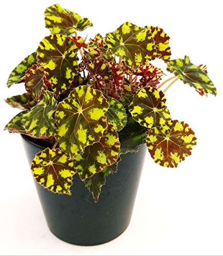 POWERS TO FLOWERS - BEGONIA REX TIGER IN VASO CERAMICA NERO OPACO, pianta vera