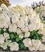 Produktbild BALDUR Garten Rispenhortensie 'Little Hottie', 1 Pflanze, winterhart bis -25°C, duftenden Blüte, sehr robust, pflegeleicht, blühend, Hydrangea paniculata