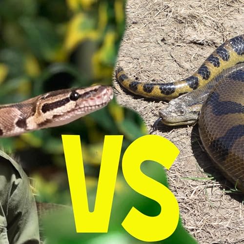[Ep17] Python VS Anakonda !