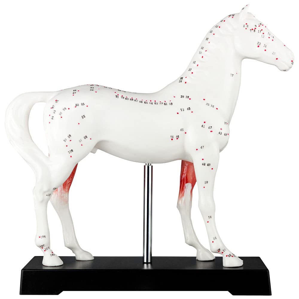 Akupunktur Anatomie Muskel TCM Modell Figur Akupunkturmodell Tier Auswahl Hund Rind Schwein Pferd Katze Muskelmodell, Tiermodell:Pferd