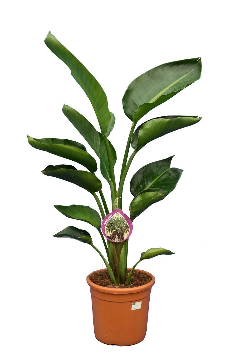 Paradiesvogelblume - Baumstrelitzie - Strelitzia nicolai - Weie Blten -  80-100 cm - Topf  24cm - 2 Pflanzen/Topf : Amazon.de: Garten