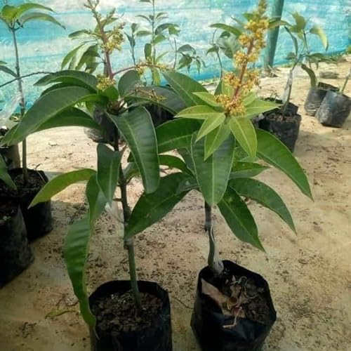 Image of Thai All Time Mango Plant Grafted (Height 2-2.5 Feet) Fruit After 6 Month All Season Mango Plant Hybrid Thailand Baramasi Mango Tree Live Fruit Plant For Home Garden