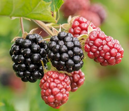 Dehner Bio Brombeere Thornless Evergreen Beerenstrauch