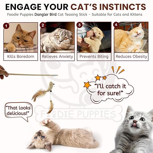 Image of Foodie Puppies Wooden Cat Teaser Wand Stick (Double Dangler Bird) with Feather Tail & Elastic Rope | Interactive Teasing Stick for Cats & Kittens I Indoor Play, Exercise & Stress Relief (41.5 cm)