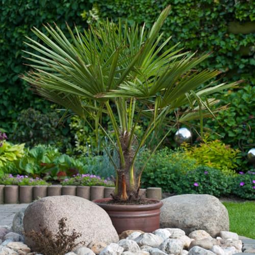YouGarden - Trachycarpus fortunei Chusan Palm 60-80cm (inc Pot) with Trunk