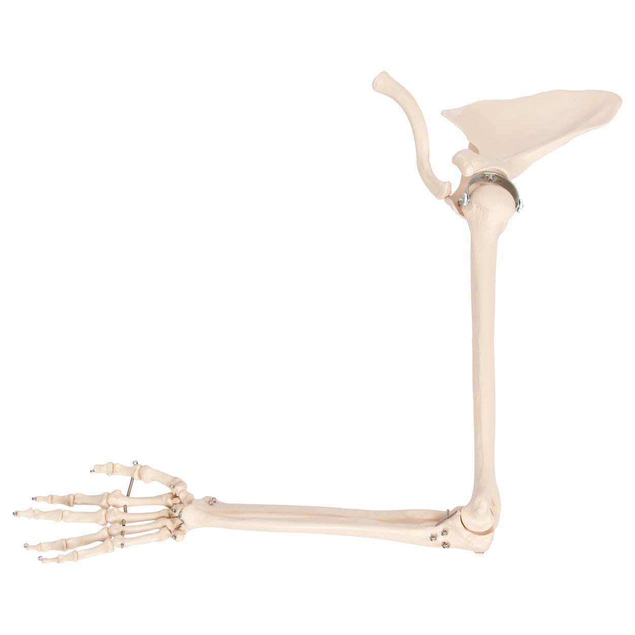 Bewegliches Armskelett mit Hand und Schulter, Anatomie Modell, Lehrmittel
