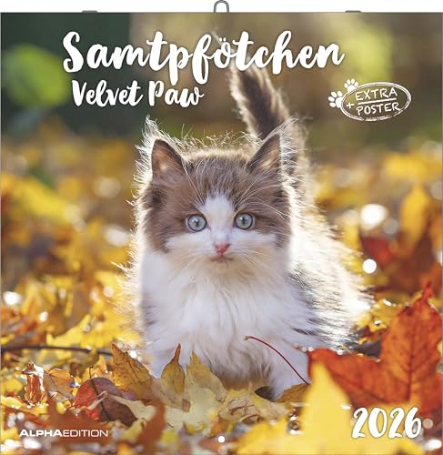 Alpha Edition - Samtpfötchen Kalender 2026 – Wandkalender & Bildkalender 30x30 cm (30x60 cm geöffnet) mit süßen Katzenmotiven, inkl. Poster, für...