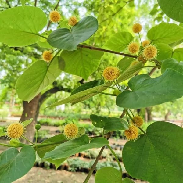 Mphmi Seedless Plant Indoor Plants Haldu Plant | Yellow Teak | Haldina ...
