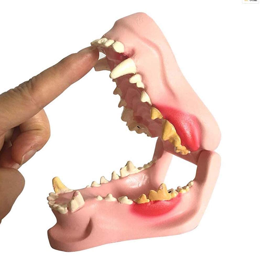 Model Badawczy Model Psa Model Anatomiczny Anatomia Lekarze Weterynarii Tier Ski Exim Stomatologia Medycyna Nauczanie Model Zęba Psa