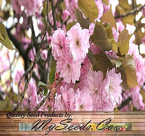 Amazon.com : 100 Pcs Japanese Cherry Tree Pink Cloud