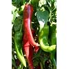 Numex Sandia 10 Chilli Seeds
