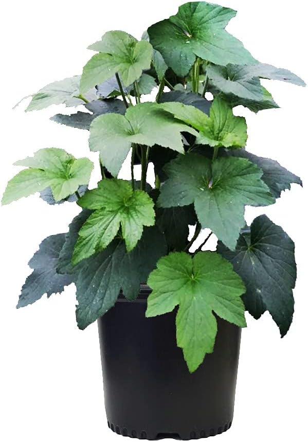 Anemone X 'Honorine Jobert' (Windflower) Perennial, white flowers, 1 - Size Container