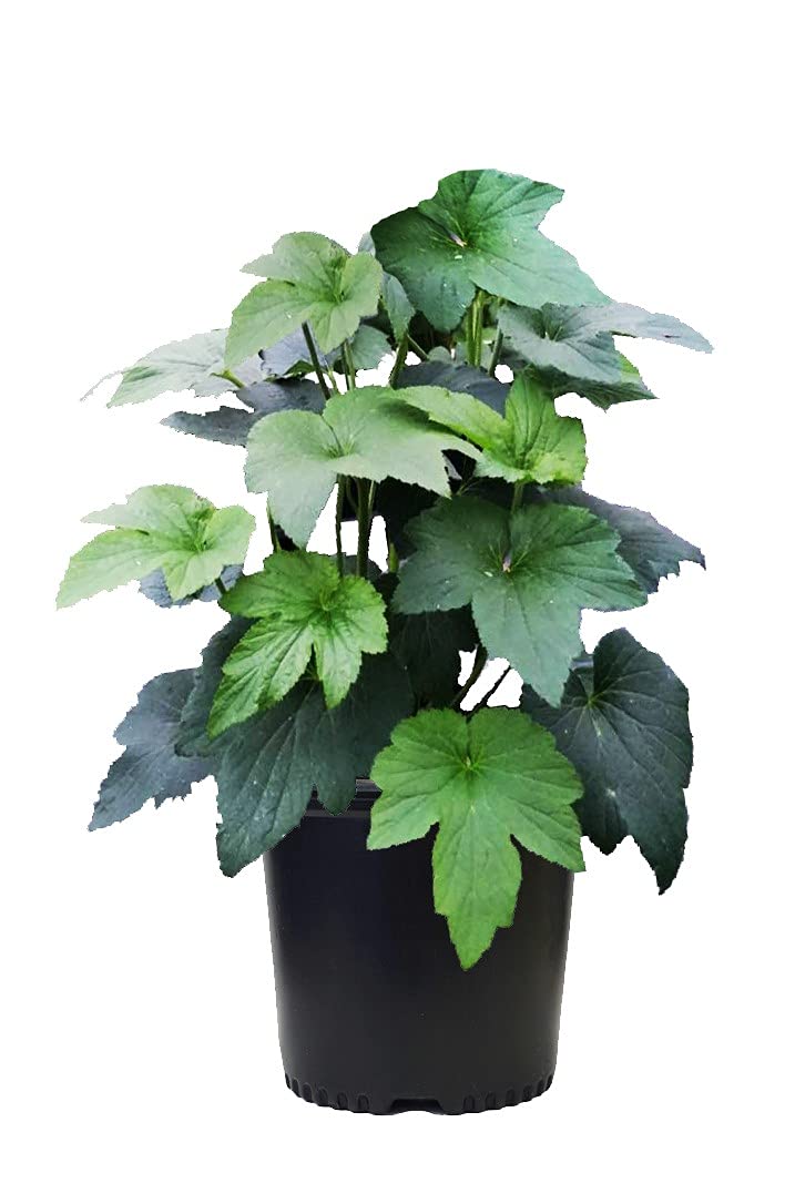 Anemone X 'Honorine Jobert'