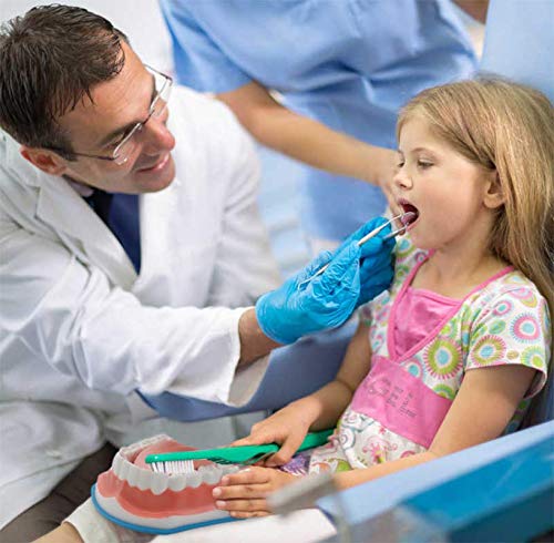 2 Times Large Dental Teeth Model, YOUYA DENTAL Teaching Model Study Brushing Tooth Model Tools with Toothbrush Denture Model with Tongue for Kids Oral Care Teaching Model