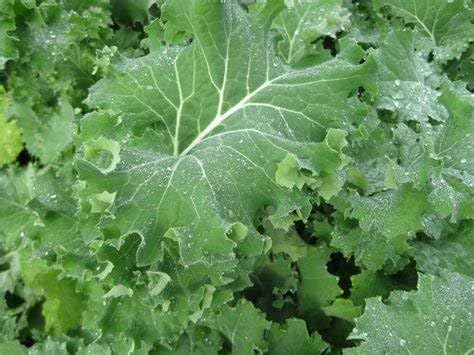 500 Siberian Kale Seeds for Planting Heirloom Non GMO 2+ Grams Garden Vegetable Bulk Survival