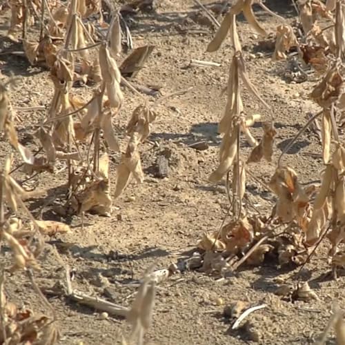 Dry Fields, Rising Risks: Understanding Georgia's Expanding Drought