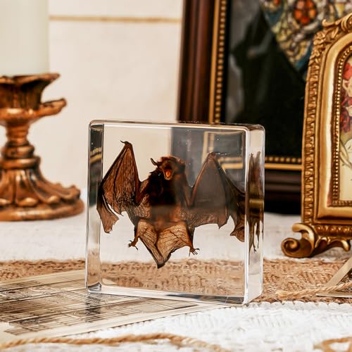 Taxidermy Bat, Real Bat Taxidermy Animals, Oddities Taxidermy, Resin Bat Taxidermy for Science Classroom Specimens Education, Great Gift for Taxidermy, Bat Decor, Oddities, Biology Enthusiasts-3x3x1in
