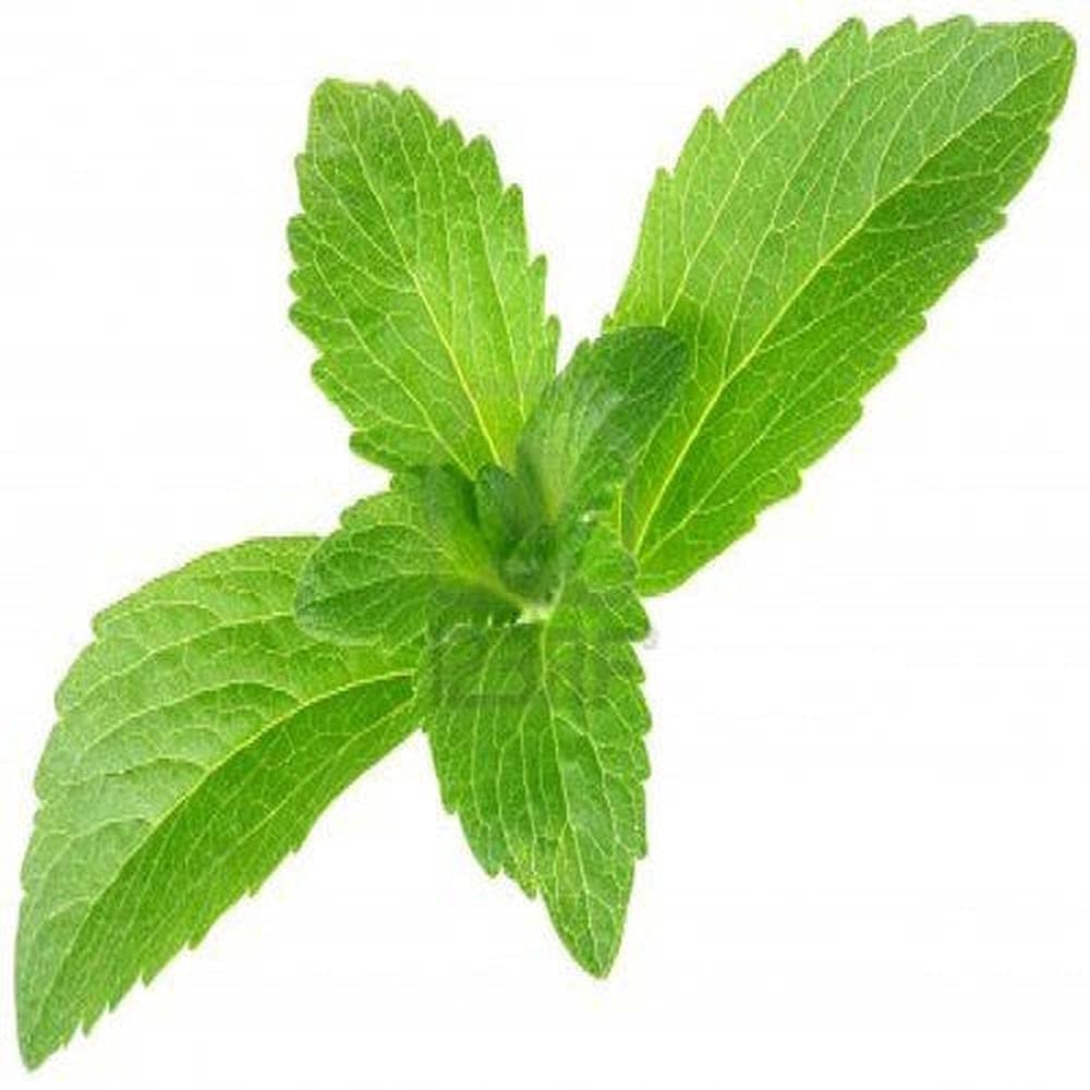 See full amazon price history chart for LIVE GREEN Herb Seeds |Stevia Herb Seeds For Home Gardening (50 Seeds Pack), multicolor (LG-SMFD-FL261) LIVE GREEN Herb Seeds |Stevia Herb Seeds For Home Gardening (50 Seeds Pack), multicolor (LG-SMFD-FL261) (B099KRX2GF) Amazon Price History, Amazon Price Tracker