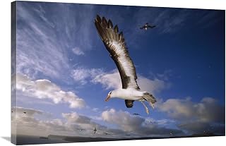 24 x 36 in. Campbell Albatross Juvenile Flying, North Cape, Campbell Island, New Zealand Art Print - Tui De Roy